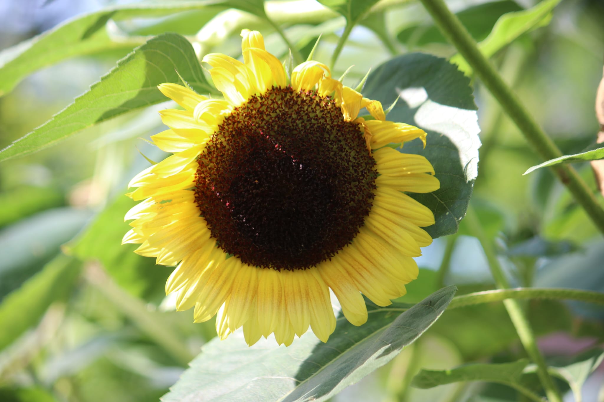 zonnenbloem nieuws