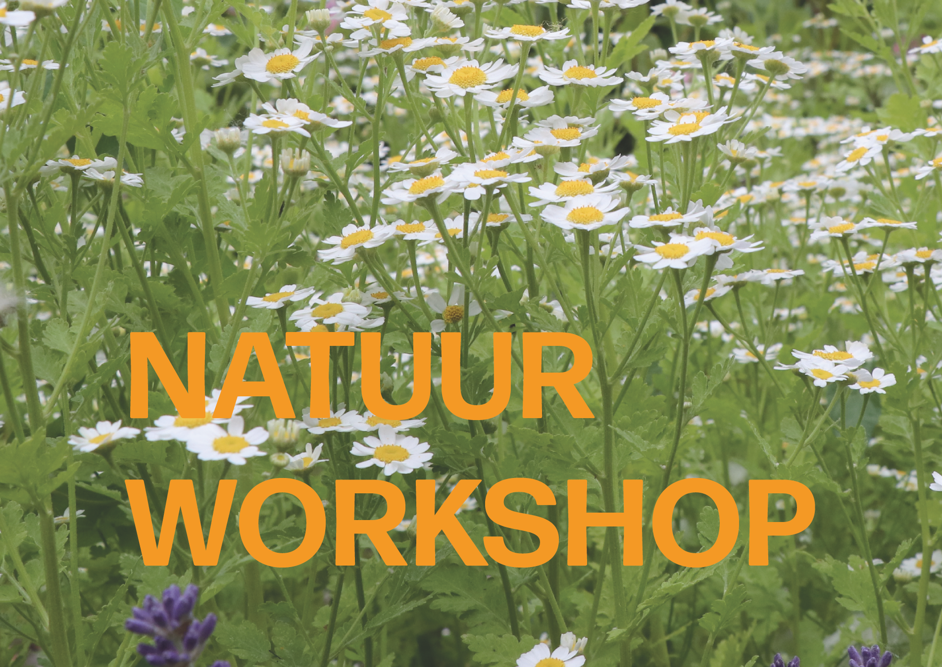 Natuurworkshop Wilde Lentesoep en Salade